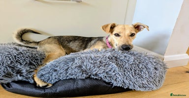Mixed Breed dogs - Advert 9
