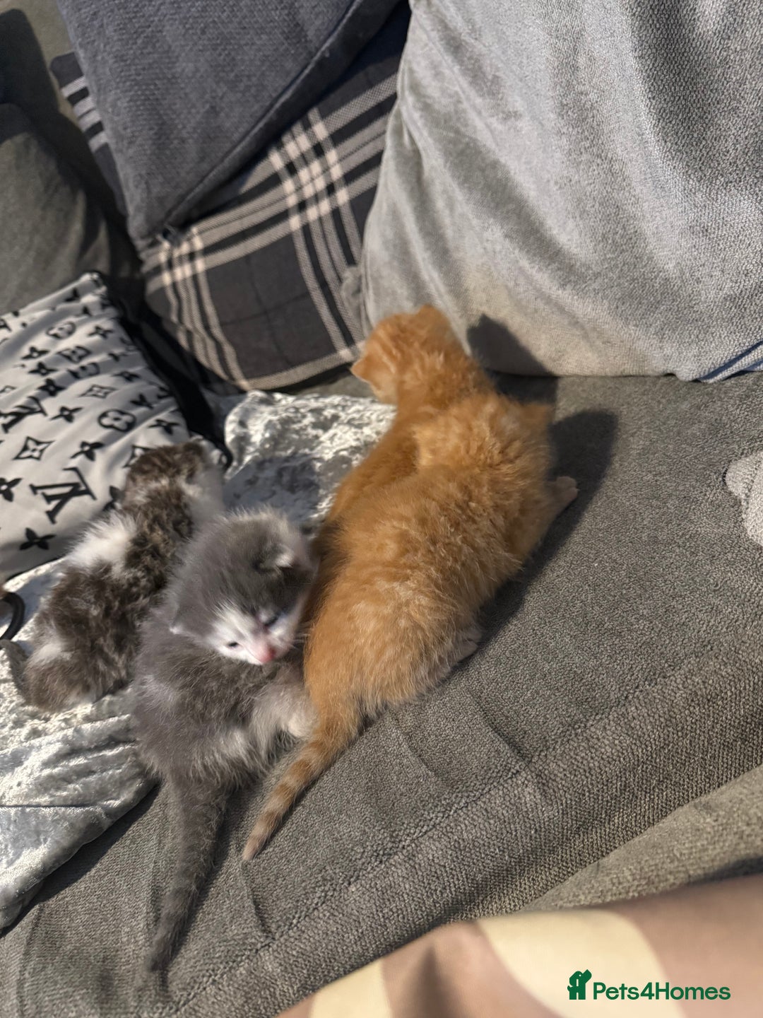 Mixed Breed cats for sale: Stunning kittens ready for new homes  - Advert 11