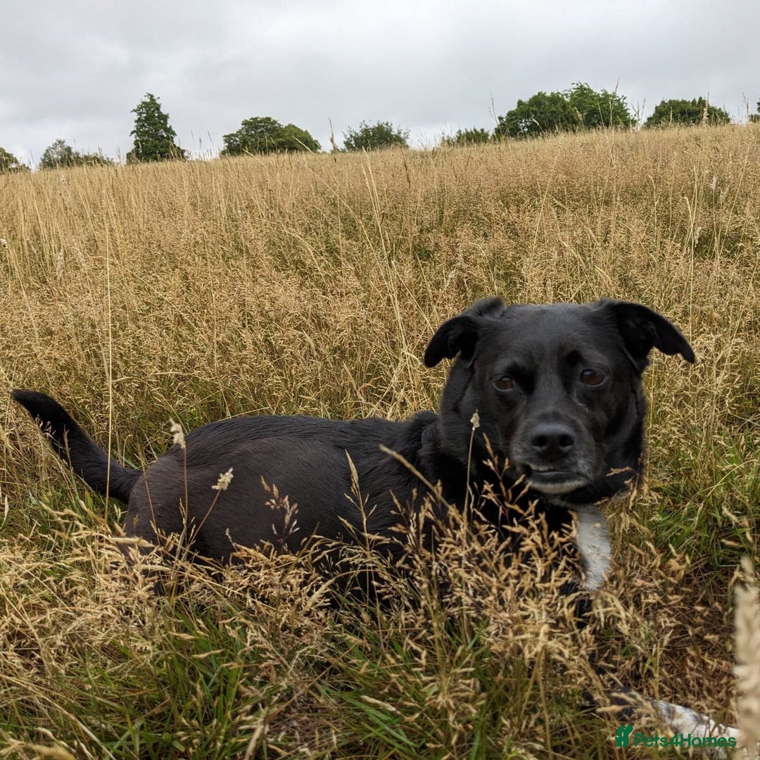 Mixed Breed dogs for adoption: Winston (Tripaw Terrier mix) - Image 6