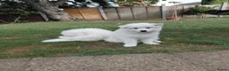 Samoyed dogs for sale: Fluffy Samoyed Puppies 🐾 - Advert 3