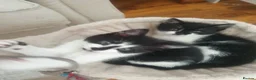 Mixed Breed cats for sale: 8 weeks kittens  in Liverpool - Advert 4