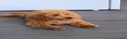 Miniature Poodle dogs for sale: High-Standard Miniature Poodle Puppy - Advert 7