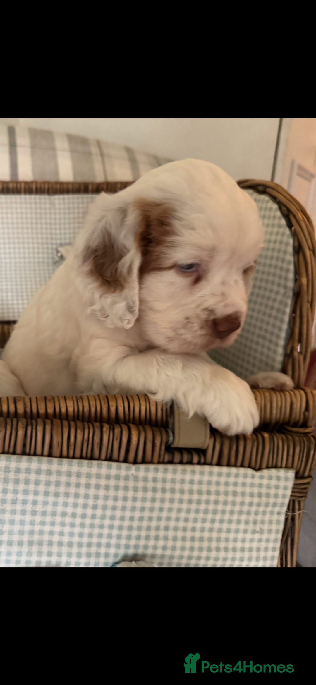 Clumber Spaniel dogs for sale: Fantastic Clumber Spaniel Puppy’s  - Image 3