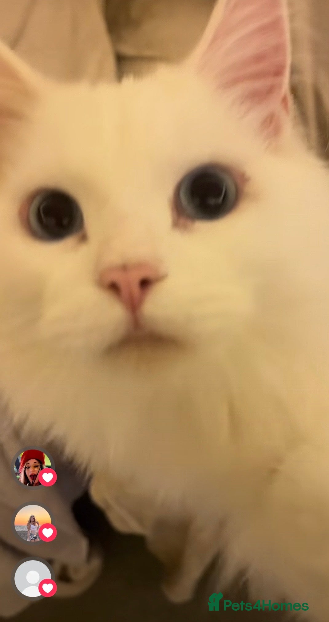 Maine Coon cats for sale: White Maine Coon cat in Darlington - Advert 1