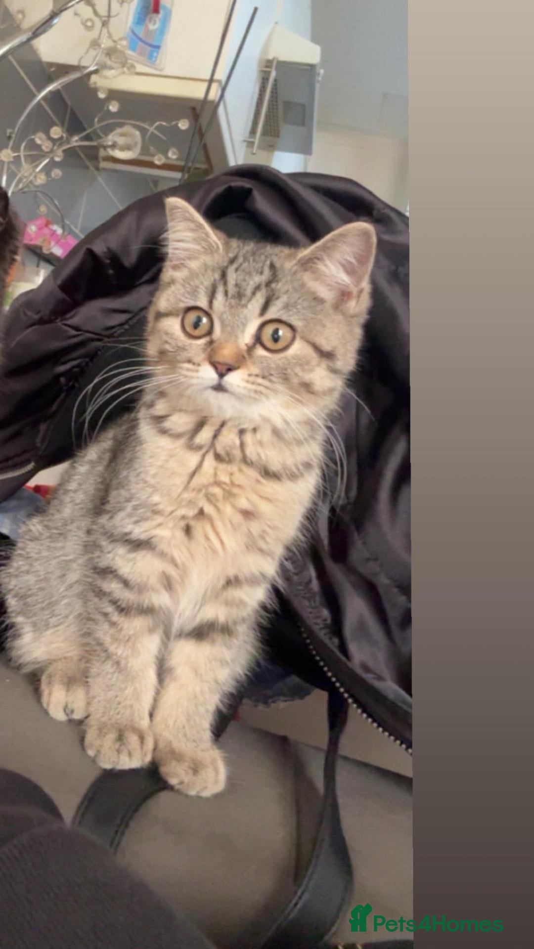Scottish Fold cats Persian/Scottish fold  - Advert 16