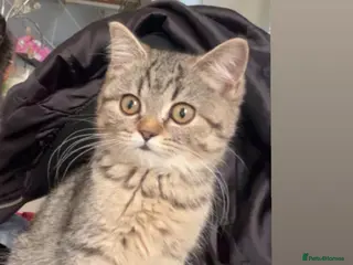 Scottish Fold cats Persian/Scottish fold - Advert 16