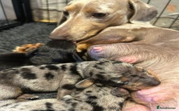 Miniature Dachshund dogs for sale: Beautiful Miniature Dachshund Puppies - Image 3