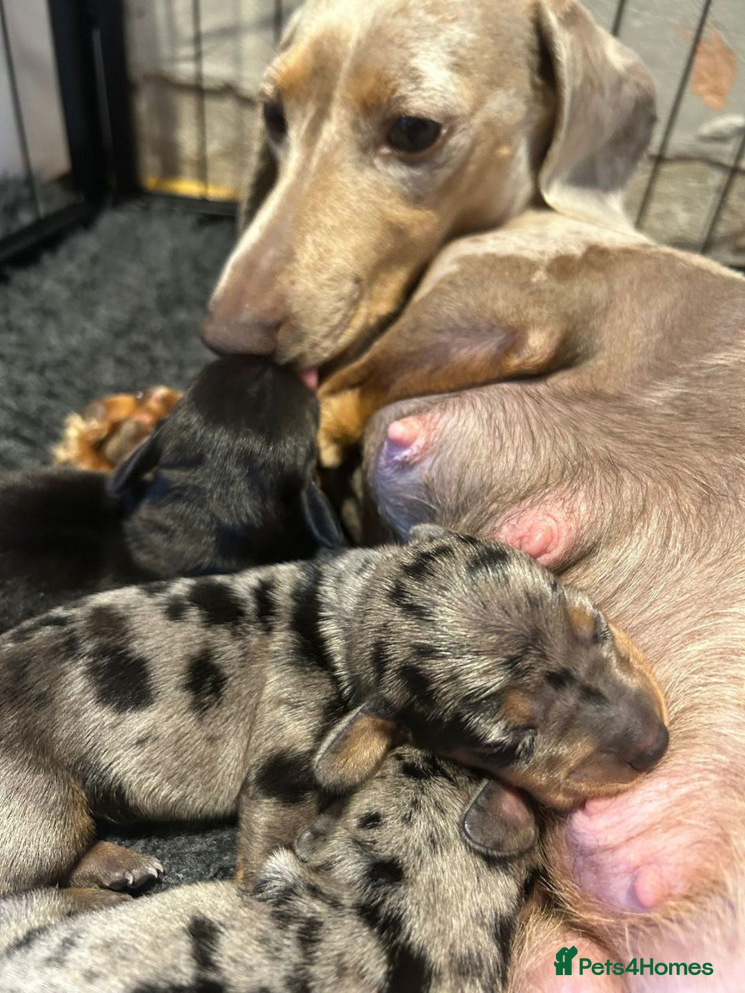 Miniature Dachshund dogs for sale: Beautiful Miniature Dachshund Puppies - Image 3