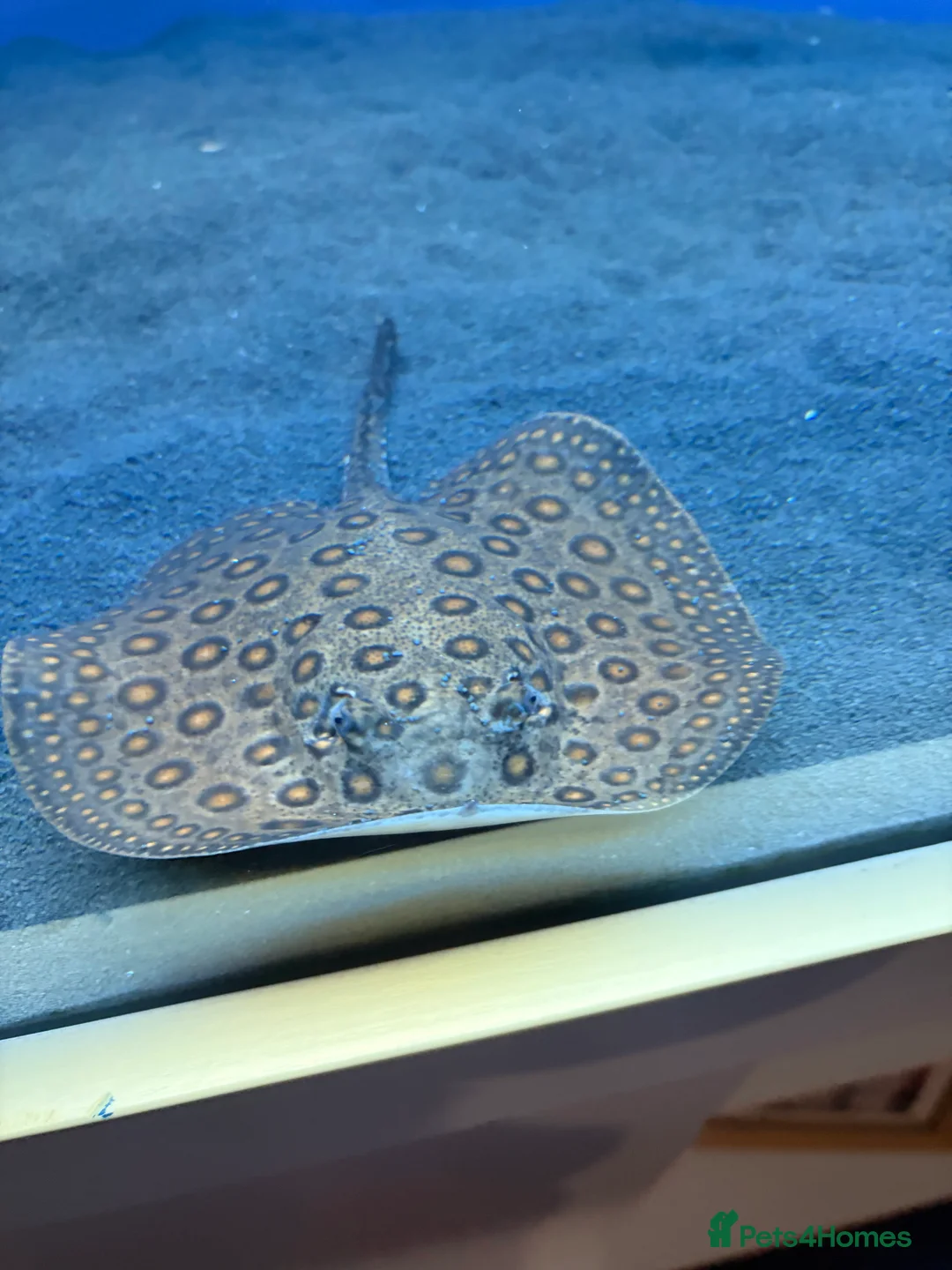 Other/Mixed Breed fish for sale: Stingray for sale!! - Advert 5