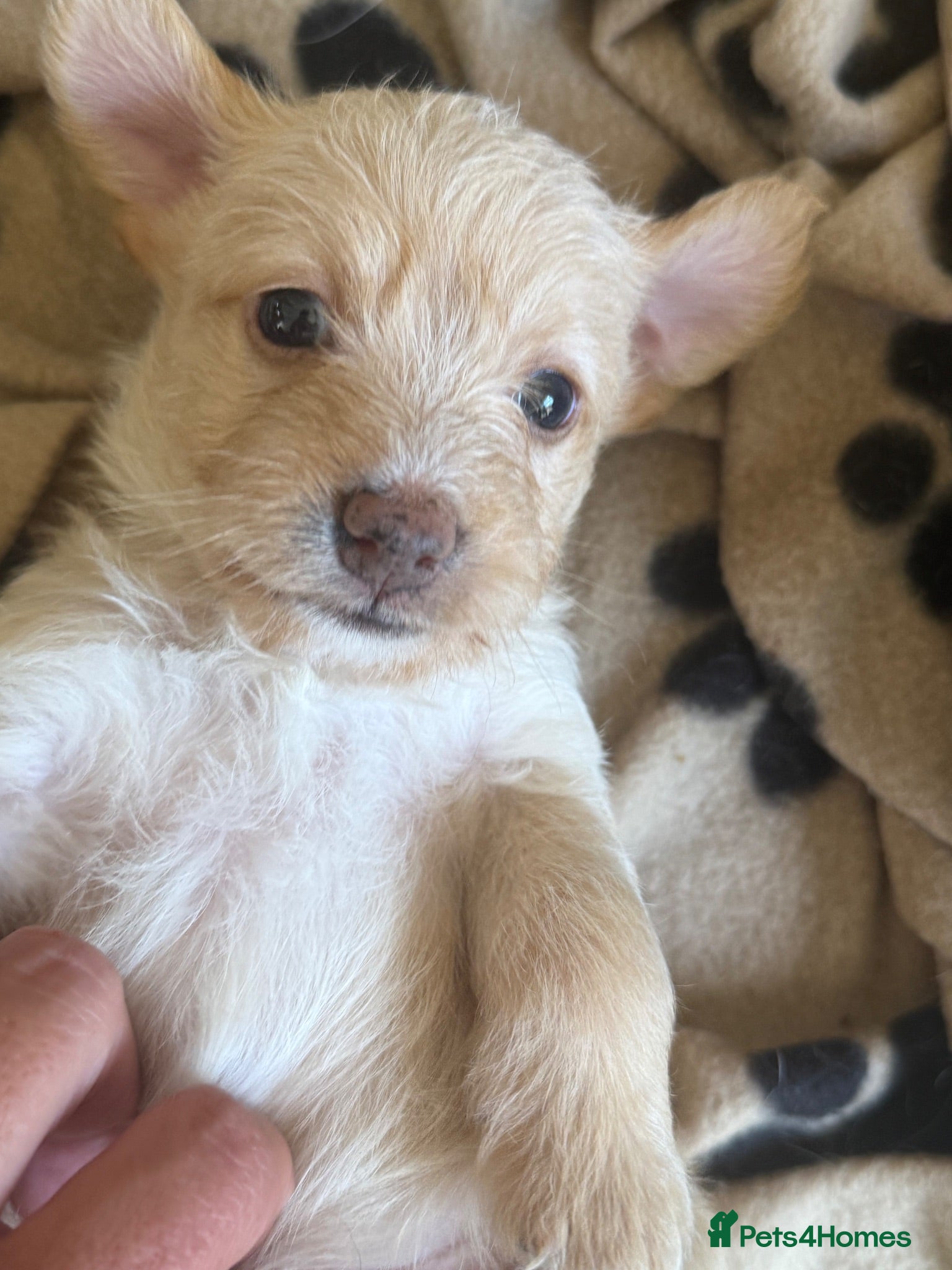 Jackapoo dogs Beautiful litter of f1 jackapoo puppies  - Advert 1