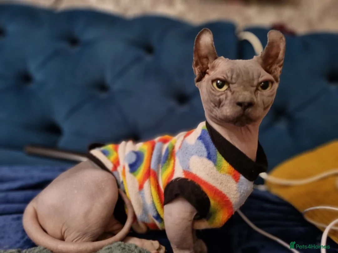 Sphynx cats for sale: Dwelf sphynx aka bully sphynx female - Advert 8