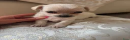 Chihuahua dogs for sale: Chihuahua puppies for sale - Advert 9