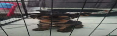 Yorkshire Terrier 2