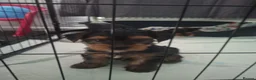 Yorkshire Terrier dogs for sale: Yorkshire terrier puppies for sale  - Advert 2