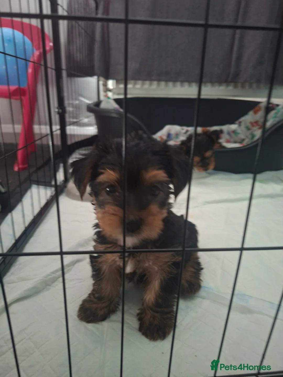 Yorkshire Terrier dogs for sale: Yorkshire terrier puppies for sale  - Advert 2