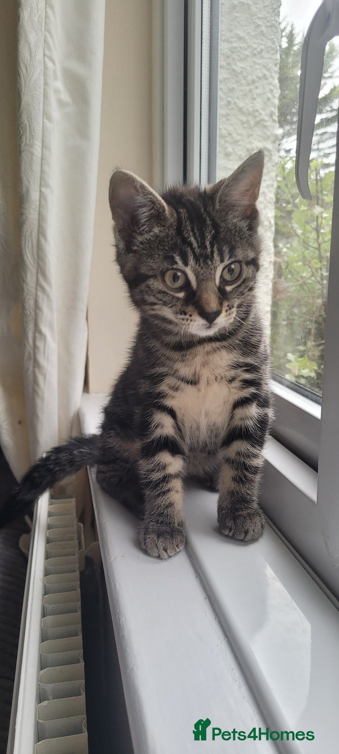 Domestic Shorthair cats for sale: Boy and girl adorable playful kittenns - Advert 2