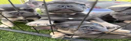French Bulldog dogs for sale: Blue French bulldog puppies  - Advert 5