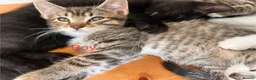 Mixed Breed cats for sale: Beautiful kittens - Advert 20