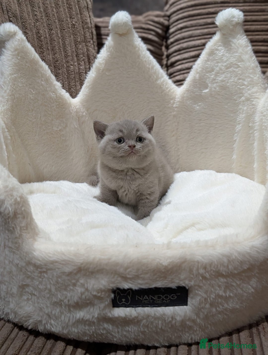 British Shorthair cats for sale: GCCF British Shorthair Chocolate&Lilac kittens - Image 7