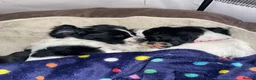 Sprocker dogs for sale: Beautiful litter of 6 sprocker spaniels  - Advert 5