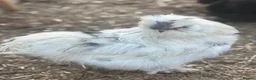 Chickens poultry for sale: Silkie Hatching Eggs – Paint & Cuckoo-Type  - Advert 12