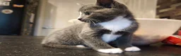 British Shorthair cats for sale: Kittens 🐈🐈🐈 in Bristol - Advert 15