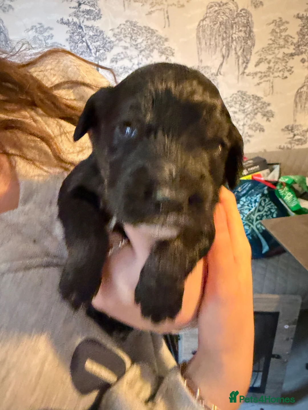 Cockapoo dogs for sale: Cocker spaniel puppies - Advert 1