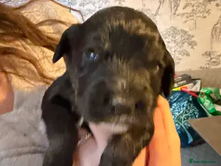 Cockapoo dogs Cocker spaniel puppies - Advert 1