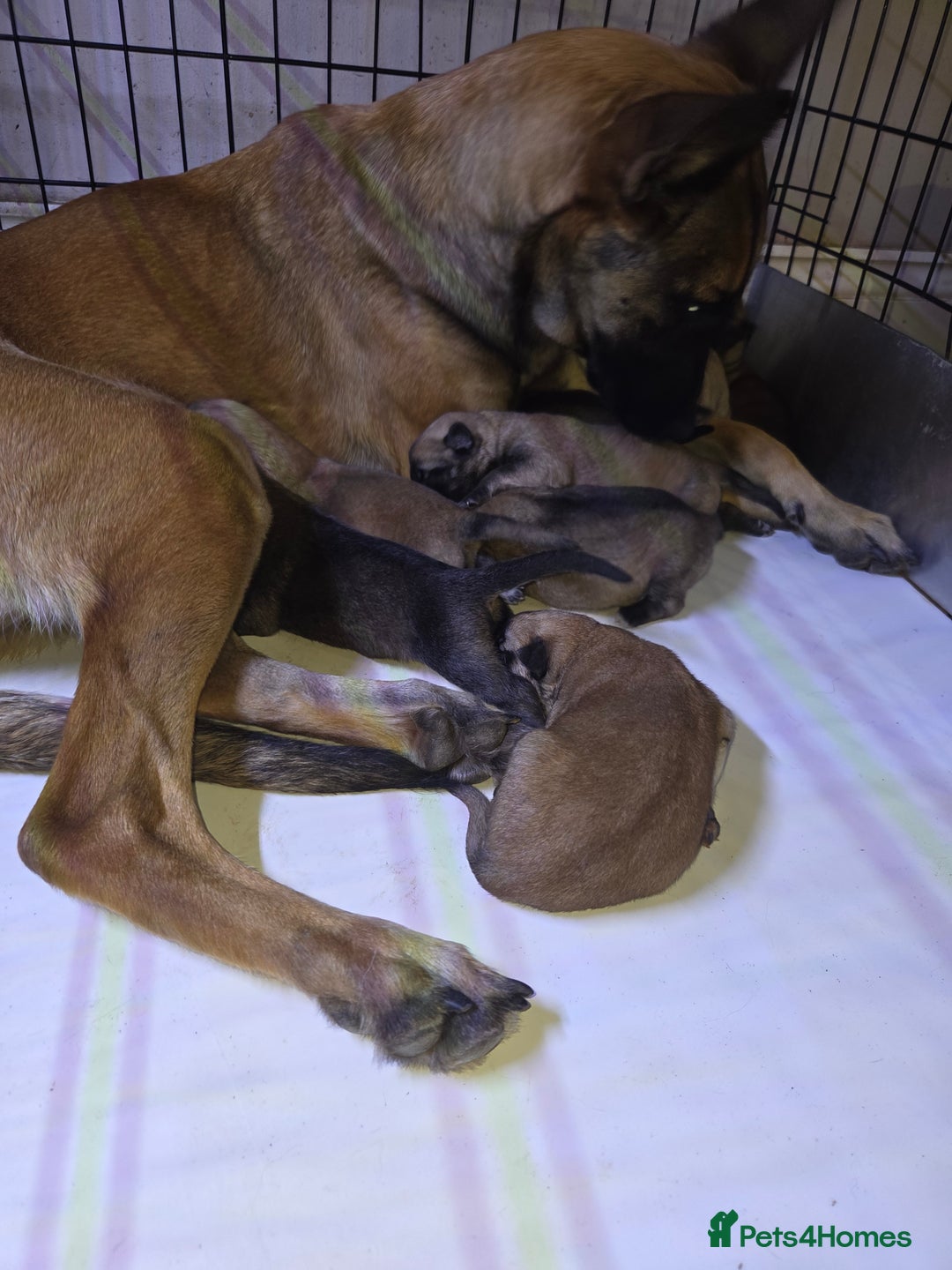 Mixed Breed dogs for sale: Beautiful German shepherd cross mali  - Image 13
