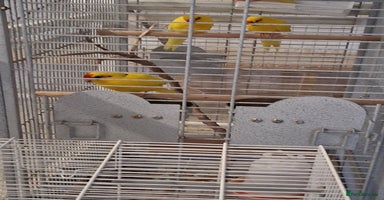 Parakeets birds - Advert 4