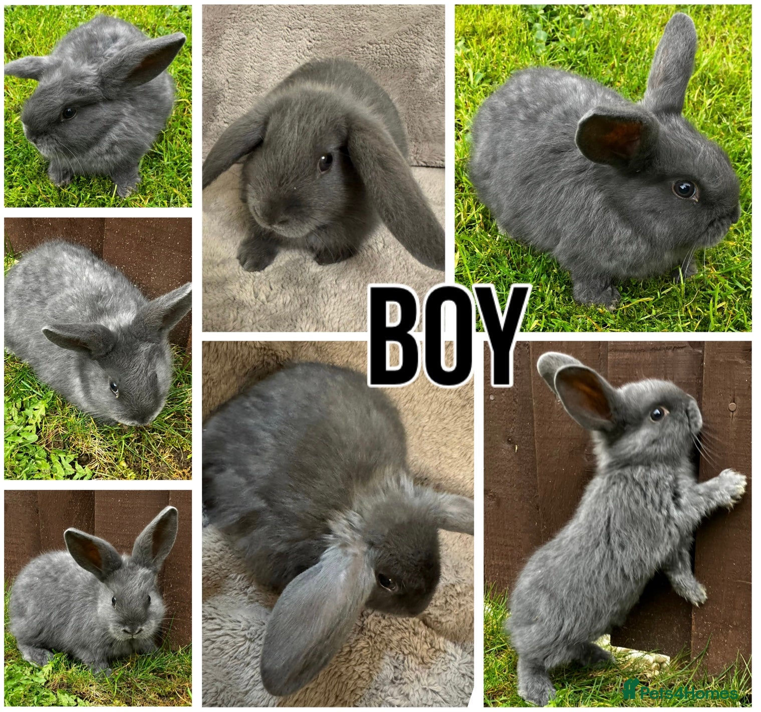 Dwarf Lop rabbits Final Four Baby Dwarf Lops - Advert 15