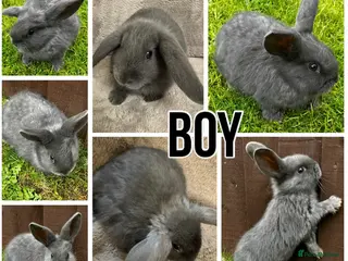 Dwarf Lop rabbits Final Four Baby Dwarf Lops - Advert 15