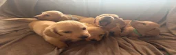 Miniature Dachshund dogs for sale: Cream Long Haired Pups KC - Advert 5