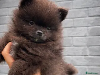 Pomeranian dogs 1 Small boy available & ready for new home - Advert 10