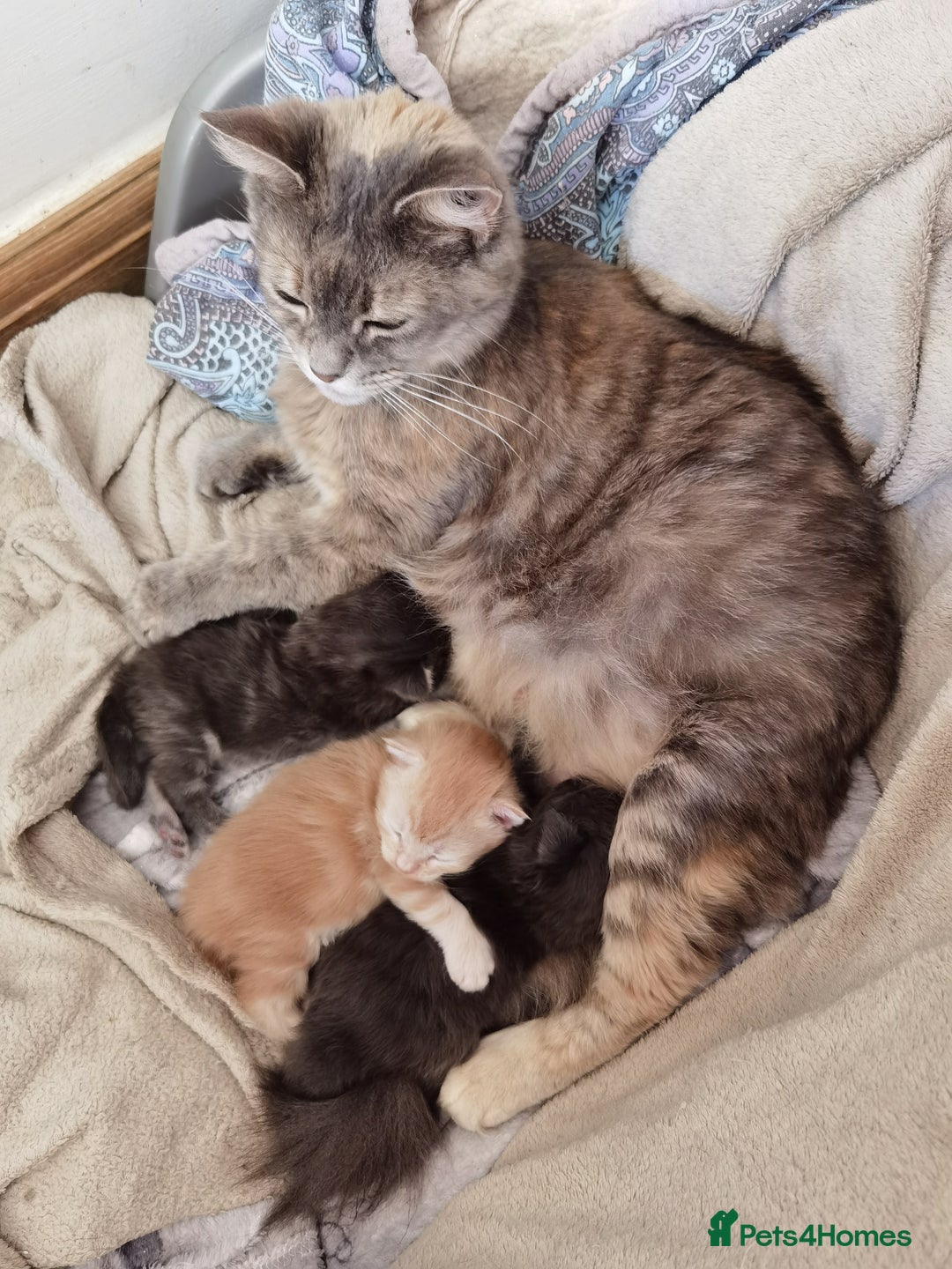 Maine Coon cats for sale: Three beautiful Maine Coon kittens - Advert 20