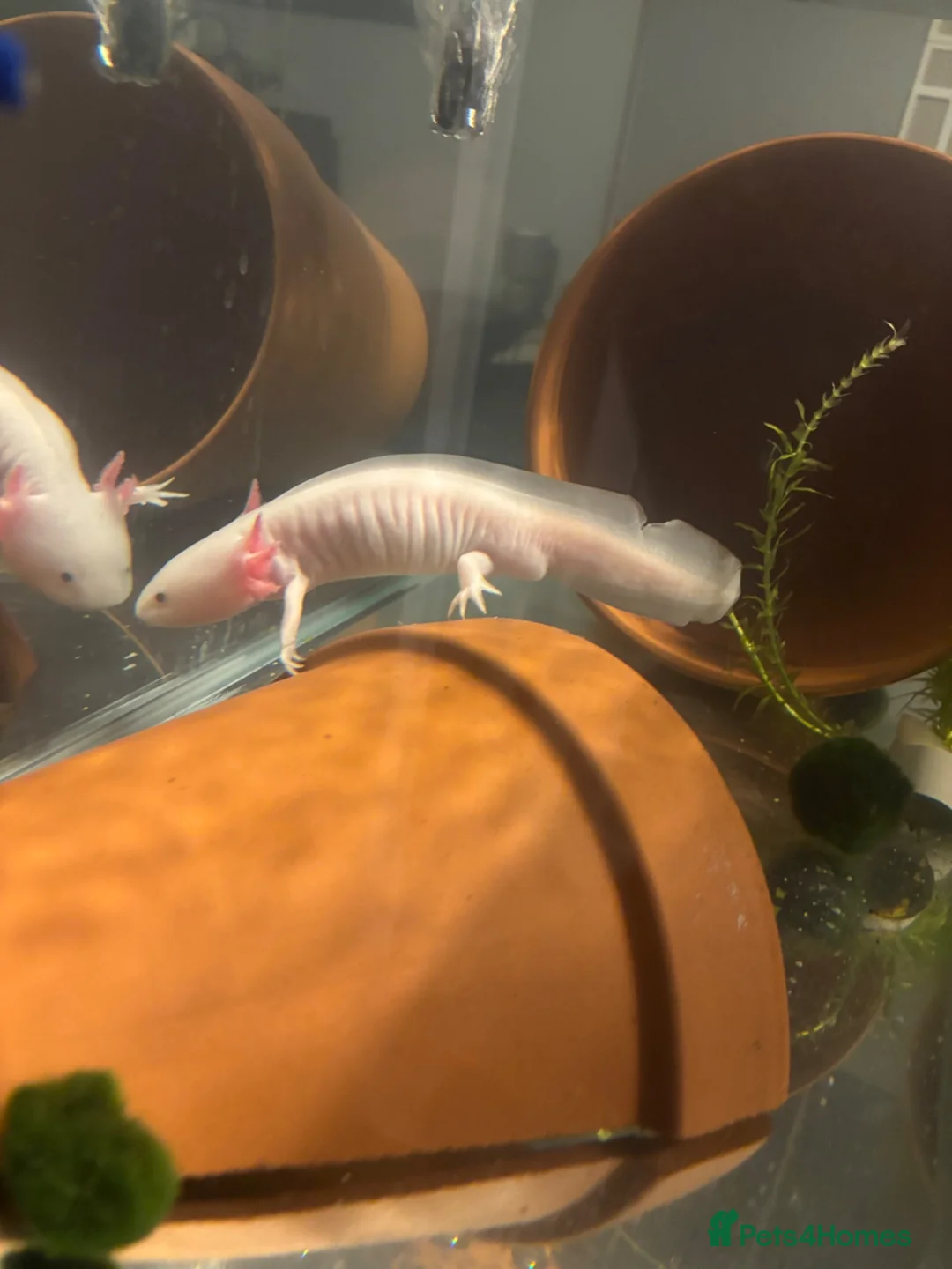 Axolotl reptiles for sale: Axolotls for sale in Keighley - Advert 2