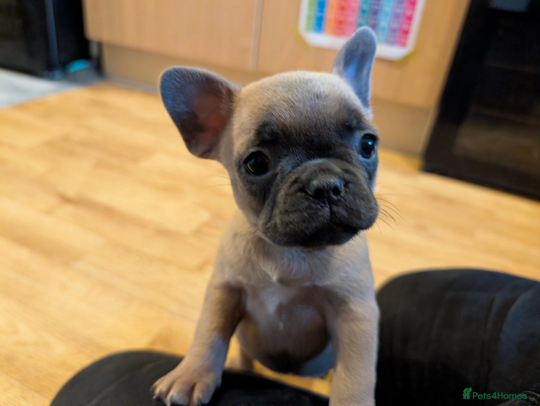French Bulldog dogs for sale: French bulldog puppy's ready to go! - Advert 22