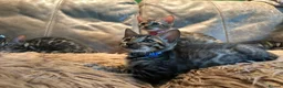 Bengal cats for sale: Pure Bengal Kittens ❤️ready for their new home 🏡  - Advert 4
