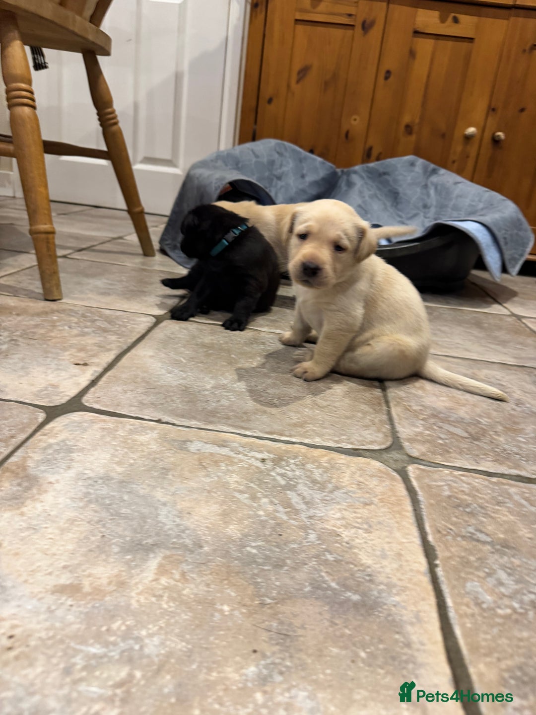 Labrador Retriever dogs for sale: KC Reg Health Tested Working Labradors - Image 32