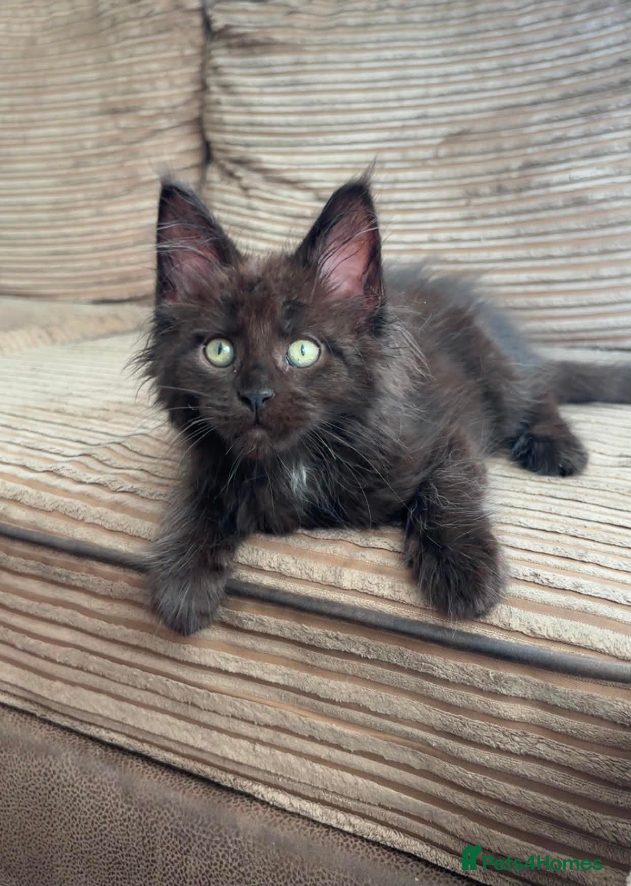 Maine Coon cats Black Smoke Maine Coon Boy – Ready Now - Advert 1