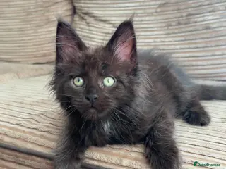 Maine Coon cats Black Smoke Maine Coon Boy – Ready Now - Advert 9