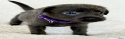 Labrador Retriever dogs for sale: Health Tested KC Registered Labrador Pups - Advert 28