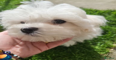 Maltese dogs - Advert 12