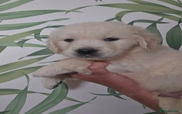 Golden Retriever dogs for sale: KC Reg Fully Health Tested Golden Retriever Pups - Image 5
