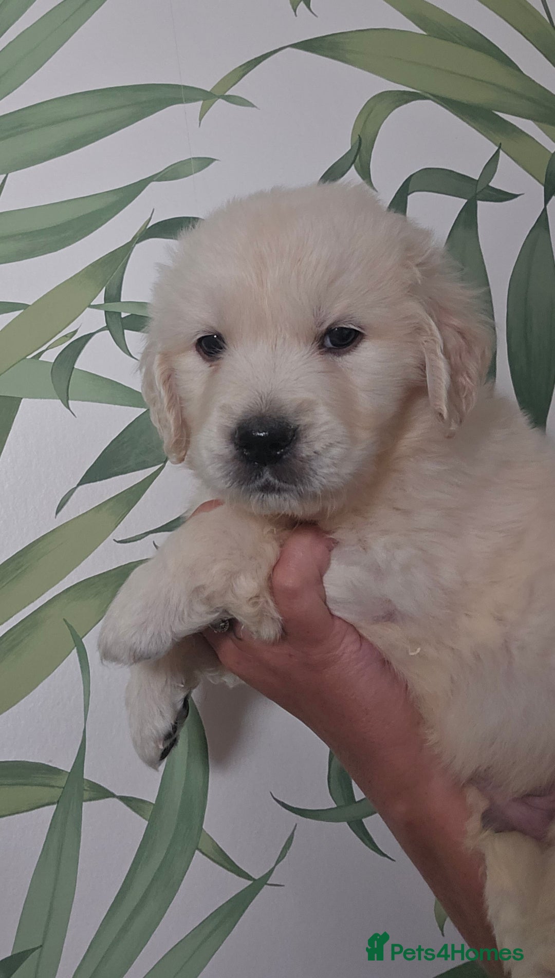 Golden Retriever dogs for sale: KC Reg Fully Health Tested Golden Retriever Pups - Image 5