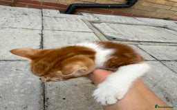 Mixed Breed cats for sale: loved and cared for kittens looking for new home🥹 - Image 17