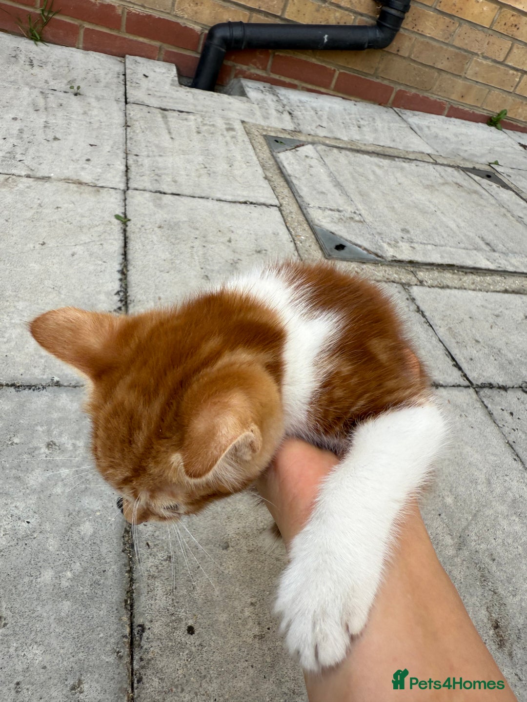Mixed Breed cats for sale: loved and cared for kittens looking for new home🥹 - Image 17