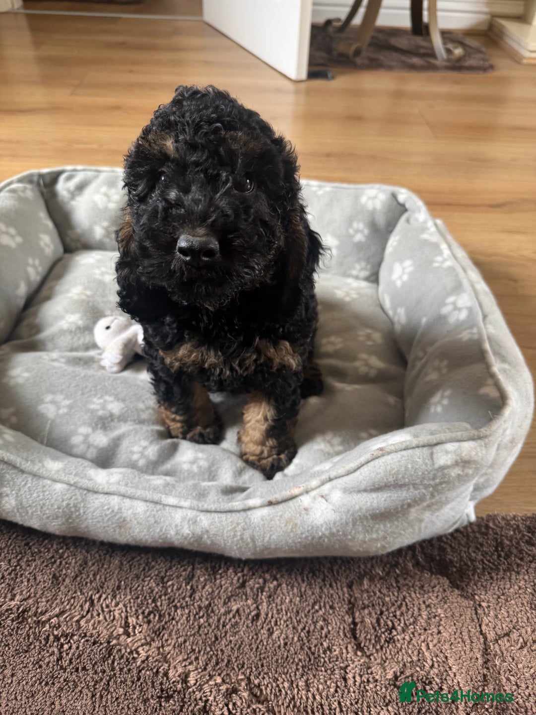 Cockapoo dogs for sale: F1 toy Cockapoo  - Image 7