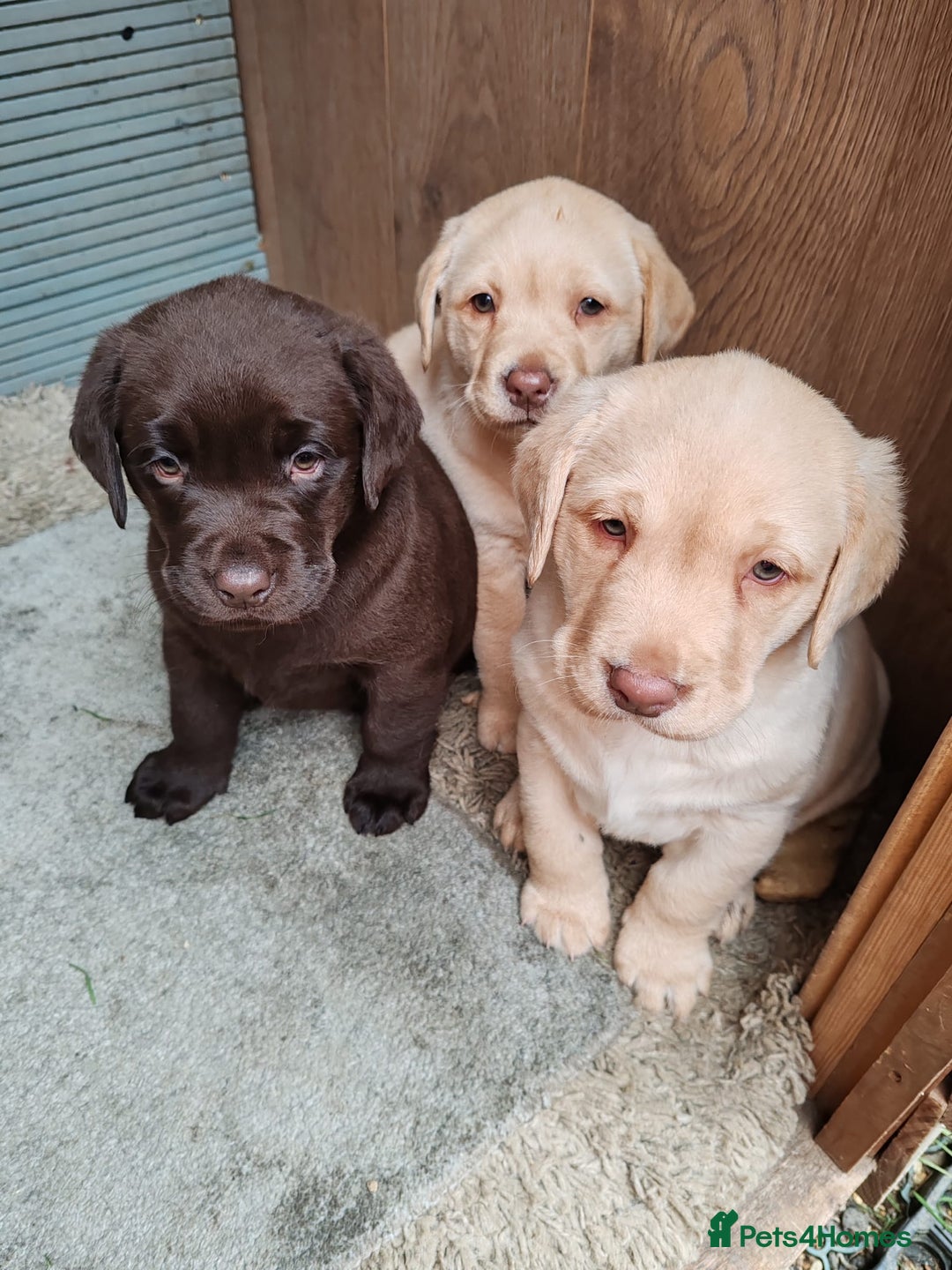 Labrador Retriever dogs for sale:  Ready for Their Forever Homes - Advert 3