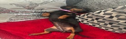Miniature Dachshund dogs for sale: Miniature dachshund spooky - Advert 10